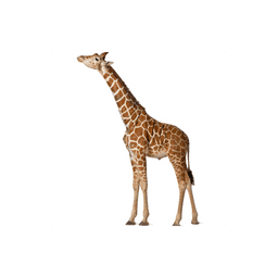 doclist_image
