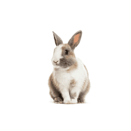 doclist_image